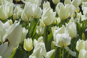 Tulips White Flora