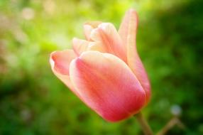 Close-up of the beautiful, blossoming, red, pink and orange, gradient tulip flower