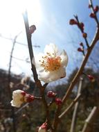 Plum Flowers Of Early Spring White