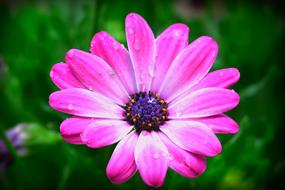pink Daisy Flower at Spring