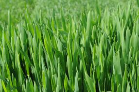 The Seedling Spring Sunshine Wheat