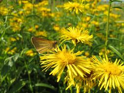 Close-up of the colorful butterfly on the beautiful, yellow flowers