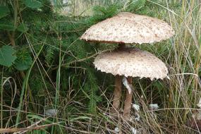 Fungus Parasol