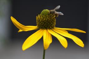 bee settling on a yellow flower