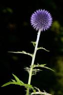 Flower Macro Thistle purple