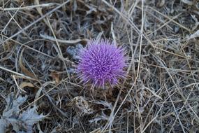 Thistle Dry Flower and grass