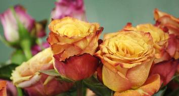 Bouquet of the beautiful and colorful rose flowers, with the leaves