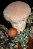 large porcini mushroom in the forest