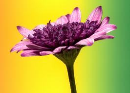 purple flower on colorful blurred background