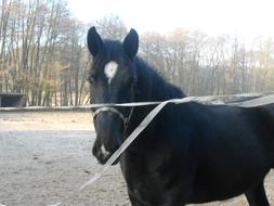 Horse Black