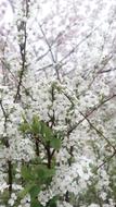 White Flowers tree in Spring