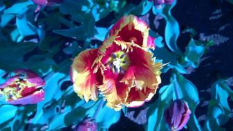 Beautiful and colorful tulip flower with the colorful and beautiful leaves