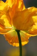 yellow Poppy Blossom close-up on blurred background