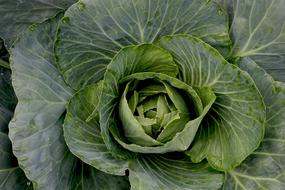 Garden Greens