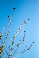 Branches illuminated by the sun