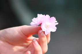 sakura buds in hand