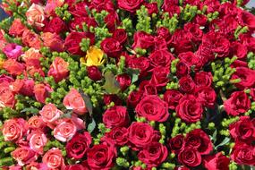 huge bouquet of roses close up