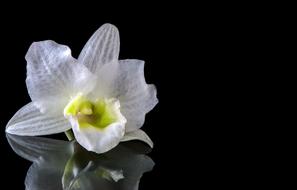 Closeup view of Blossom Bloom Orchid mirroning