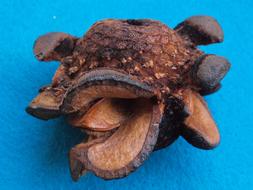Firewood Banksia Menziesii