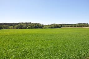 Grass Go Summer