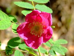 Rose Pink Flower garden