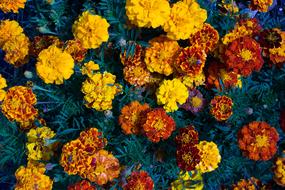 Blue and Yellow Flowers in garden