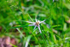 Narure Flower Grown green grass