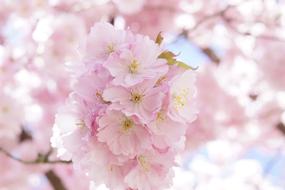 Beautiful and colorful, blossoming flowers on the Japanese Cherry trees, in light