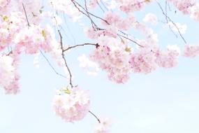 Tree Flower Blooms