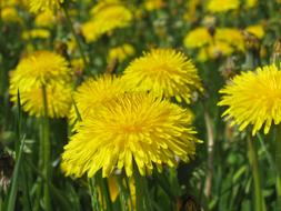 Close-up of the beautiful, blooming, yellow and orange dandelion flowers on the stems, on the meadow