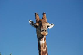 Giraffe Blue Sky Africa