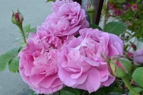 Beautiful, pink and purple flowers and buds with the green leaves