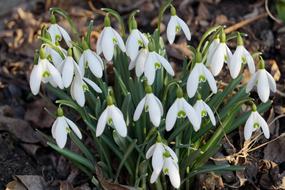 Snowdrops Spring White