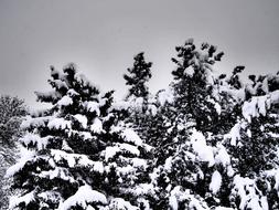 Trees Snow Winter