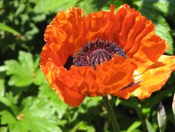 Flower Poppy Oriental orange