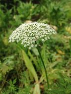 The Nameless Wild Flowers