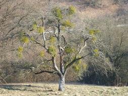 Tree Autumn Mistletoe