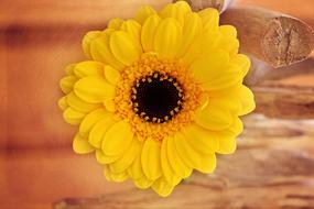 incredibly beautiful Flower Yellow Gerbera