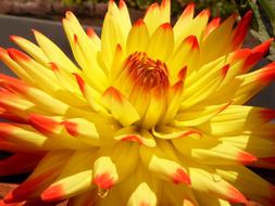 Dahlia Blossom yellow red