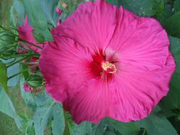 Hibiscus, Magenta colored Flower