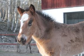 Foal Horse Baby