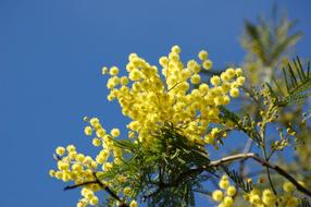 Yellow Flower Mimosa