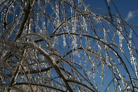 Ice Tree Sky