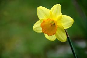 macro photo of a yellow daffodil on the wallpaper