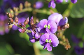 Flower Purple green bright