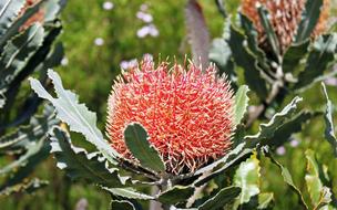 Close-up of the beautiful, blossoming, red and orange flowers, with the green leaves, on the plants