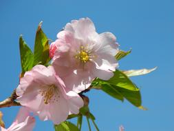 Spring Mandelbaeumchen Almond