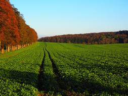 Avenue Field Arable