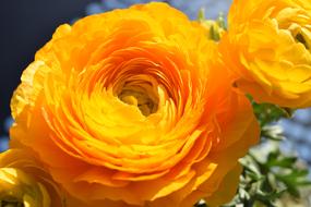 Flower Ranunculus orange
