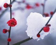 Winter Snow Hambaknun Camellia